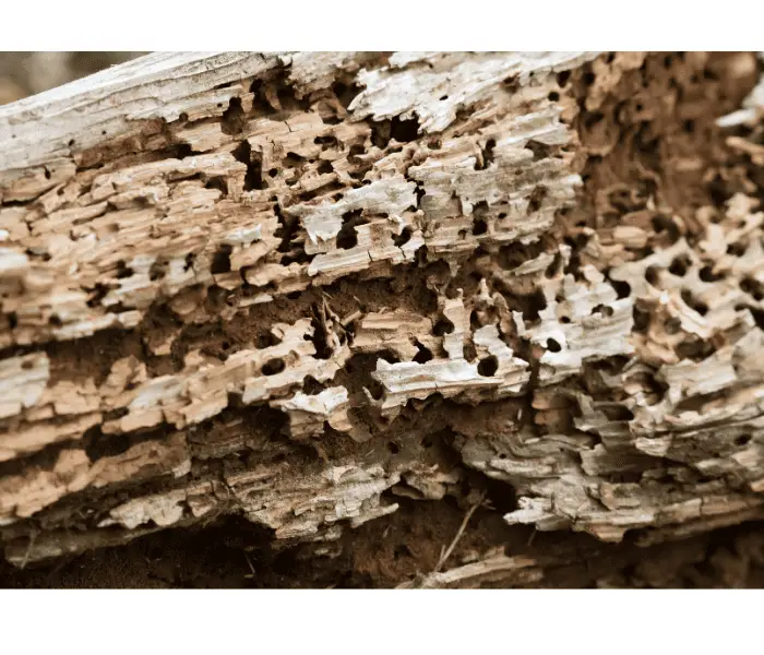 log with woodworm holes