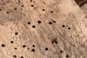 How To Tell If Woodworm Is Active