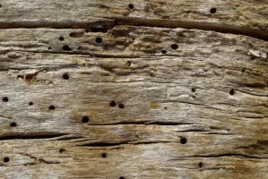 How Does Woodworm Spread? 