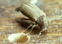 What Time of Year Do Woodworm Beetles Emerge?