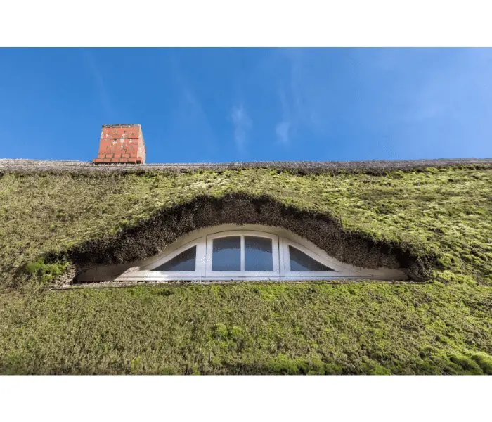 moss  of thatched roof