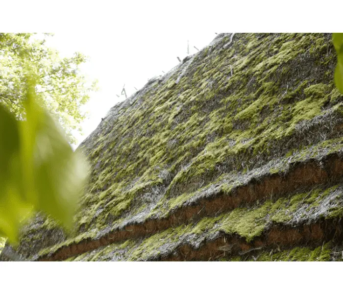 moldy moss thatched roof