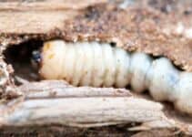 How Does Woodworm Start?