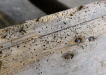 How To Fill Woodworm Holes In Furniture