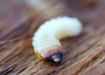 What Does Woodworm Look Like?