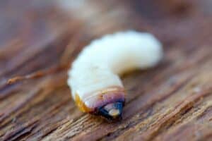 What Does Woodworm Look Like?