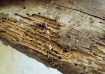 Can I Kill Woodworm in the Freezer?