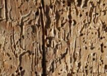 Can I Treat Woodworm with Vinegar?