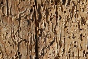 Can I Treat Woodworm with Vinegar?