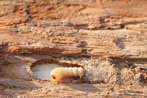 Are Woodworm Beetles Harmful to Humans
