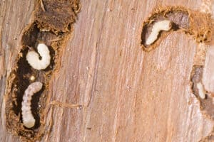 Can You Kill Woodworm with White Spirit?