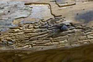 What Does Woodworm Smell Like?