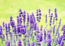 Treating Woodworm With Lavender 