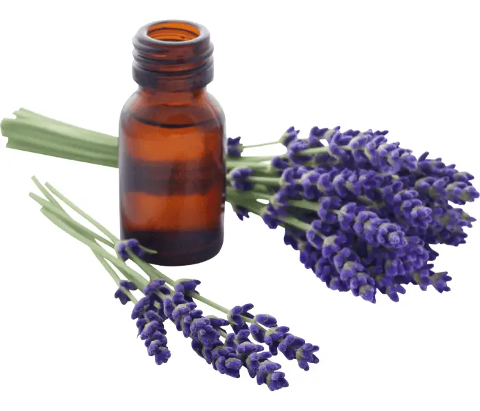 non toxic lavender