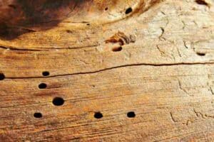 Treating Woodworm With Bleach