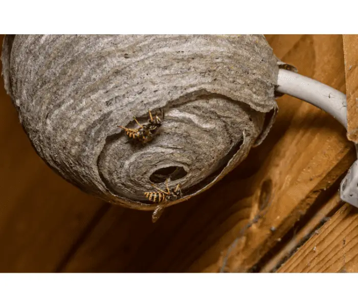 nest of wasps