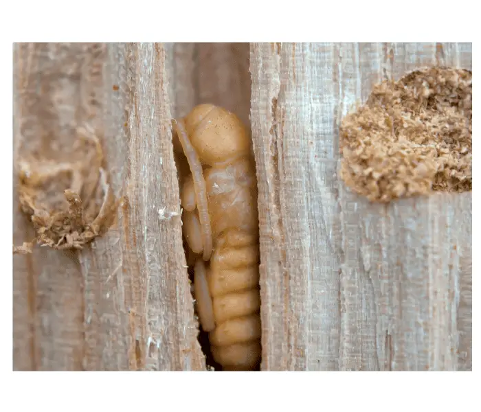 little woodworm
