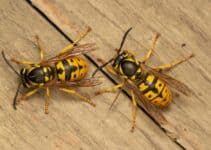 Wasps in Thatched Roof – How to Deal with Them