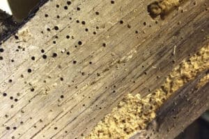 Woodworm Eggs – Everything You Need to Know