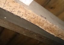 Can Woodworm Go Away On Its Own?