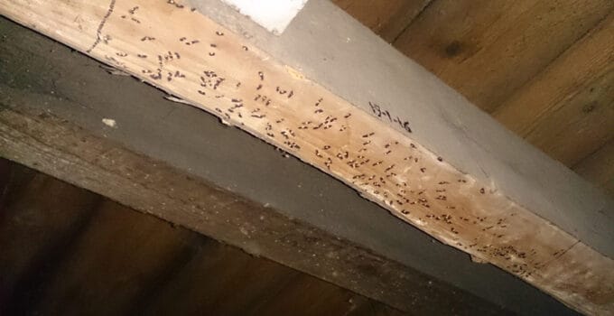 Can Woodworm Go Away On Its Own?