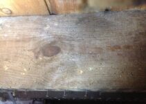 How to Treat Woodworm in Joists and Beams