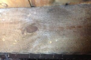 How to Treat Woodworm in Joists and Beams