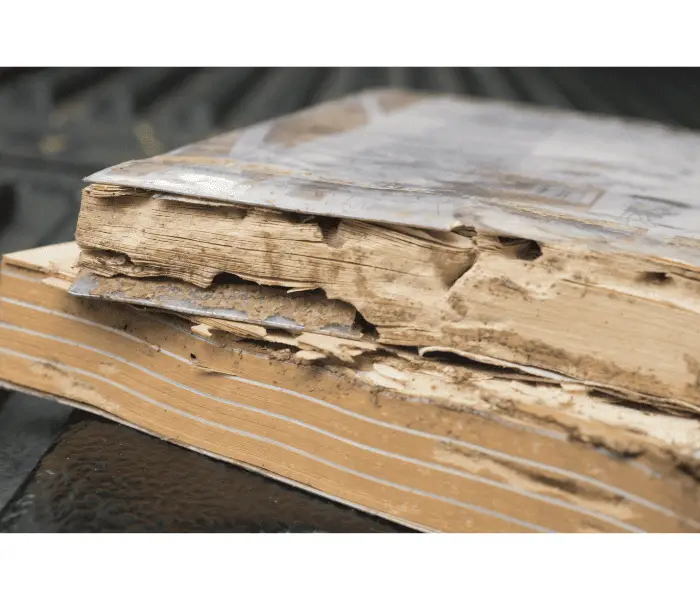 old book termite damage