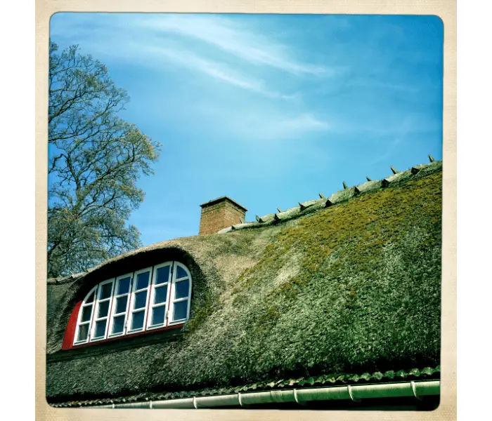 damp thatched roof
