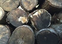Why Do Logs Go Black?