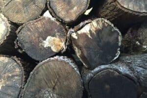Why Do Logs Go Black?