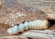 Can Woodworm Get Through Plastic?