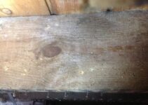 How Long Does Woodworm Treatment Take to Dry?