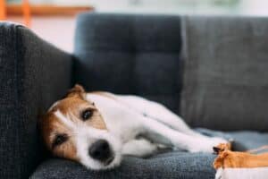 Is Woodworm Harmful to Dogs?