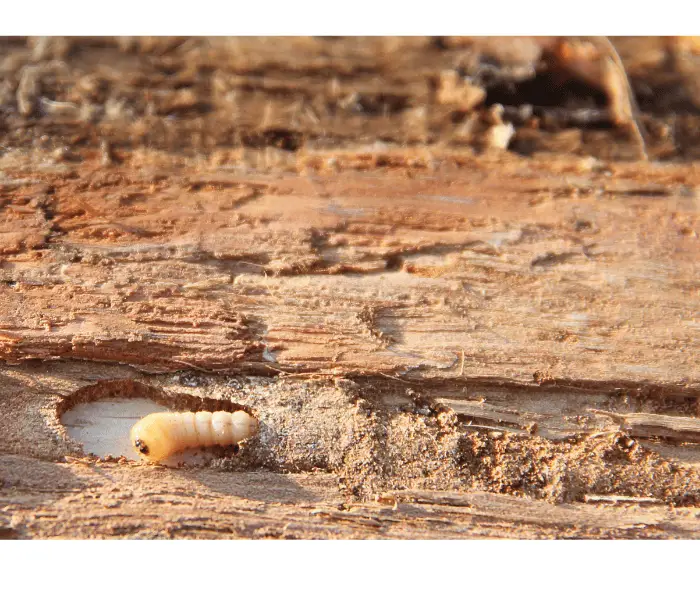larvae of woodworm with pine dust