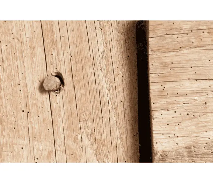 woodworm in a door of shed