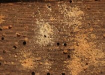 Woodworm Dust – Everything You Need to Know 
