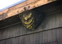 Bees in Thatched Roof – Deal With Them Properly