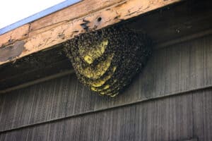 Bees in Thatched Roof – Deal With Them Properly