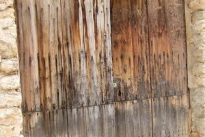 How To Treat Woodworm in a Shed