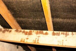 Can Woodworm Live in Loft Insulation? 
