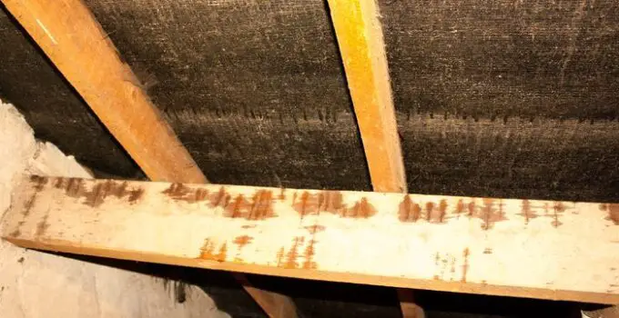 Can Woodworm Live in Loft Insulation? 