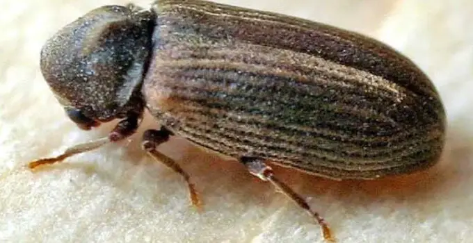 Types of Wood Beetle