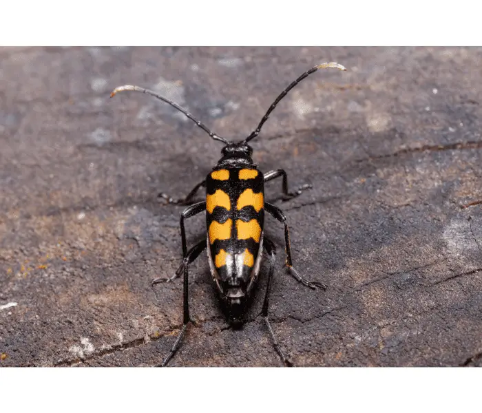 big death watch beetle