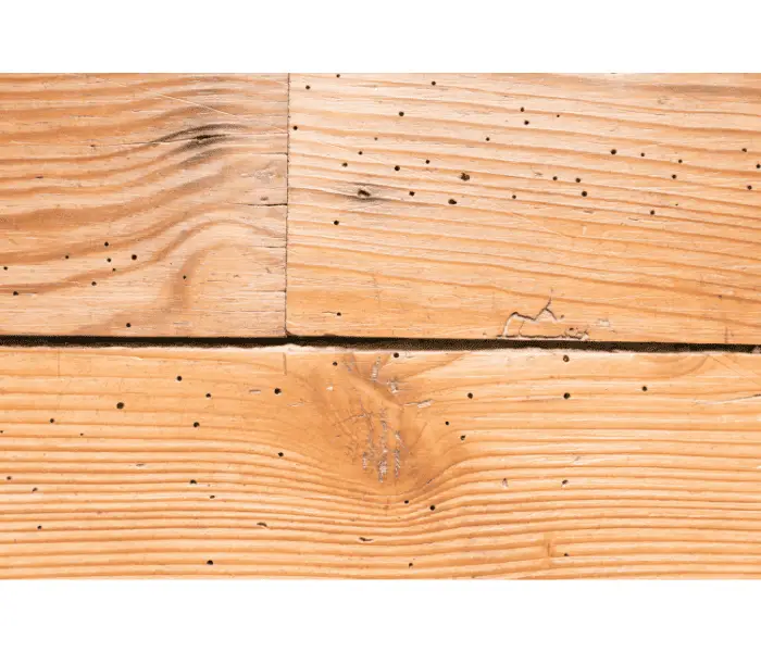 hardwood floor with woodworm holes
