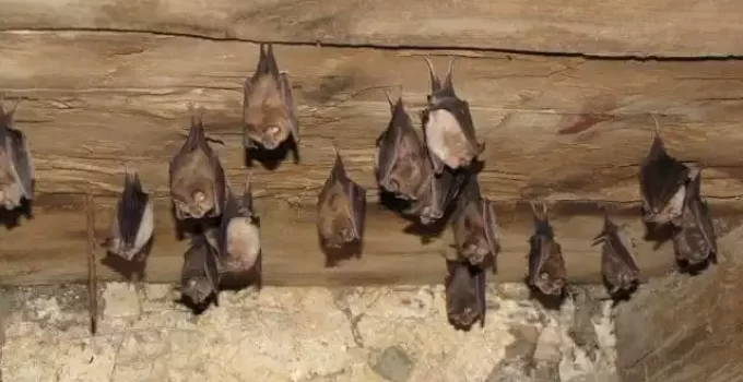 Bats in Thatched Roof