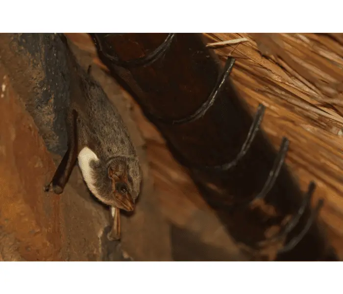 hanging bat in thatched roof