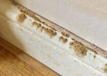 Can You Get Woodworm in Skirting Boards?