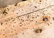 Does Woodworm Attack Dry Wood?