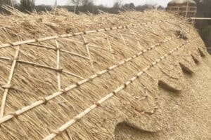 Straw for Thatching